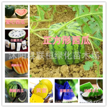 ˮ߲˷N tS{ ĴָϷN Ƥ