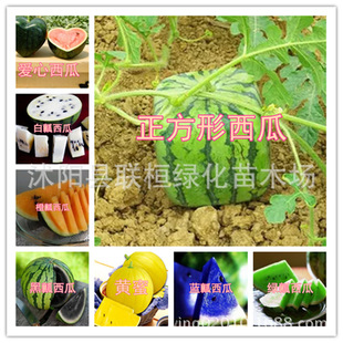 ˮ���߲˷N������������ �t�S�{���� Ĵָ���ϷN�� �����Ƥ����