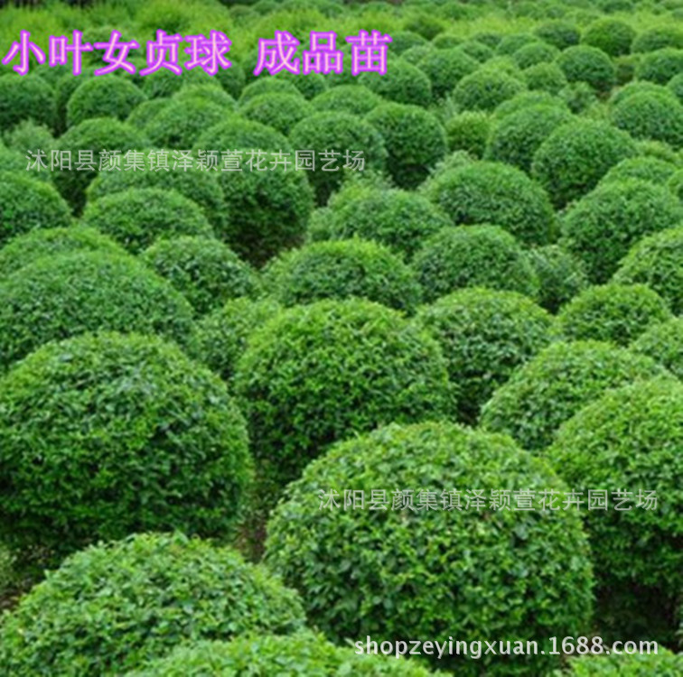 基地直销 绿化工程用苗小叶女贞 小叶女贞球 小叶女贞苗 量大价优