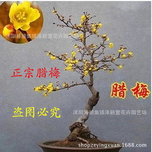 ����ֱ�N�D÷���� �ߙn�辰�D÷���޽��� �������ԽԿ� �^�p����