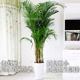 �������l �҃ȴ������Ի��� �Pβ�� �辰ֲ��  �����՚�