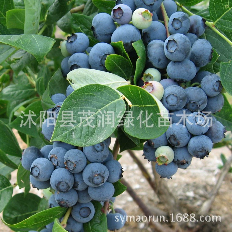 Саженцы фруктовых деревьев во дворе, комнатные саженцы плодовых деревьев в горшках, саженцы голубики, Упакованные почвенными шариками, 3-летние саженцы