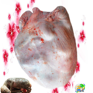 ����÷��¹ �r¹̥ �r¹̥ ¹̥�P Ѫ̥
