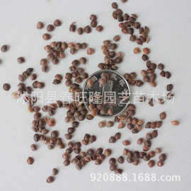 批发花卉种子含羞草种子 怕羞草  害羞草种子 神奇花卉 发芽率高