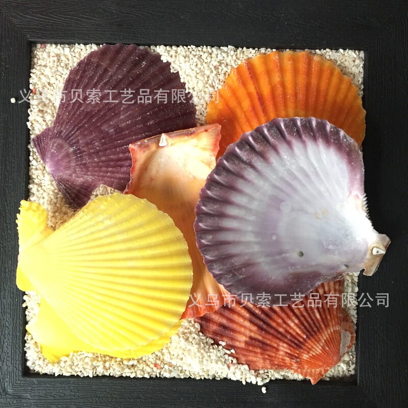 Study Natural Shell Conch Color Shell DIY Candle Fish Tank Aquarium Micro Landscape Landscaping Accessories Crafts