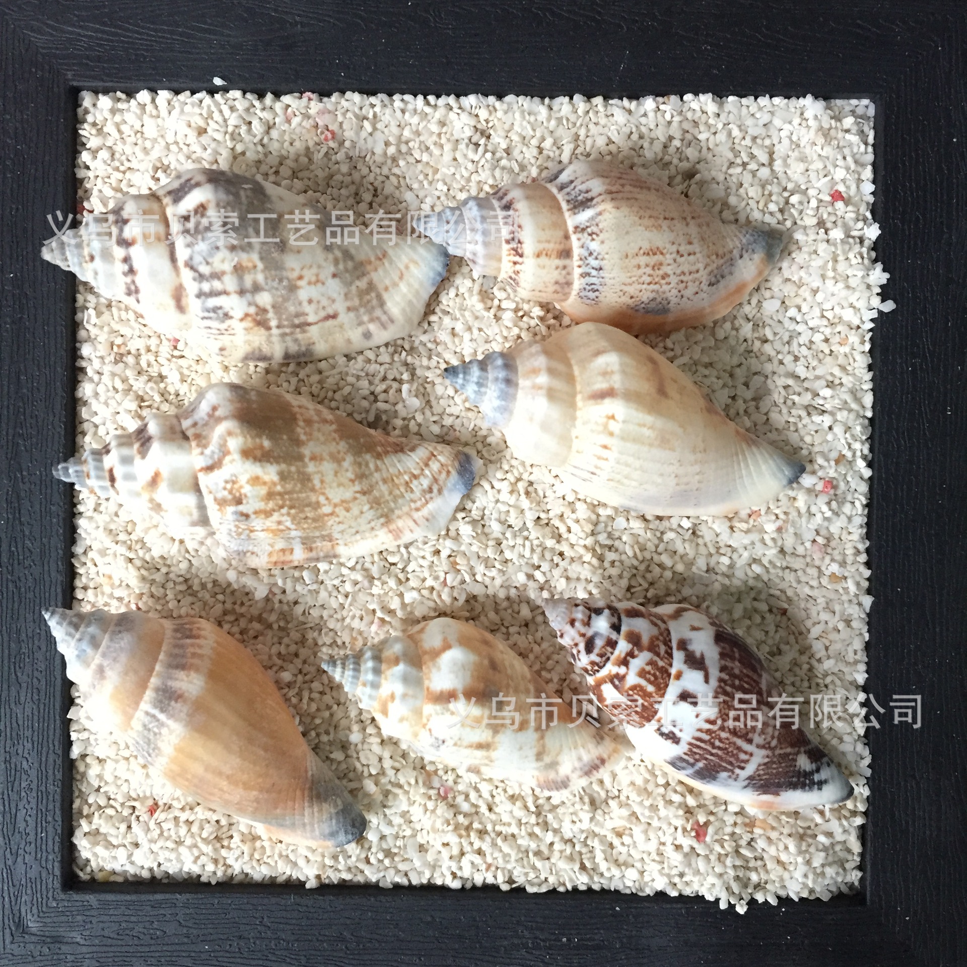 贝壳海螺海星原料黑口螺蜡烛DIY贴墙鱼缸水族配件微景观工艺品