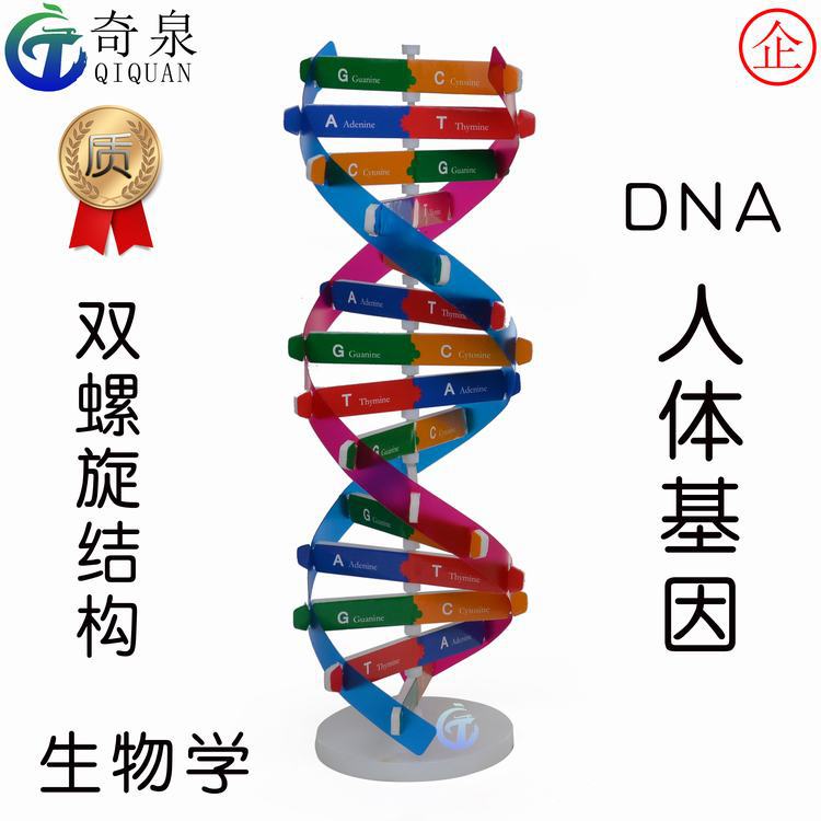 DIY DNA Double Helix Structure Model: A Small Science and Technology Project and Teaching Material Kit for Human Gene Biological Science Experiments