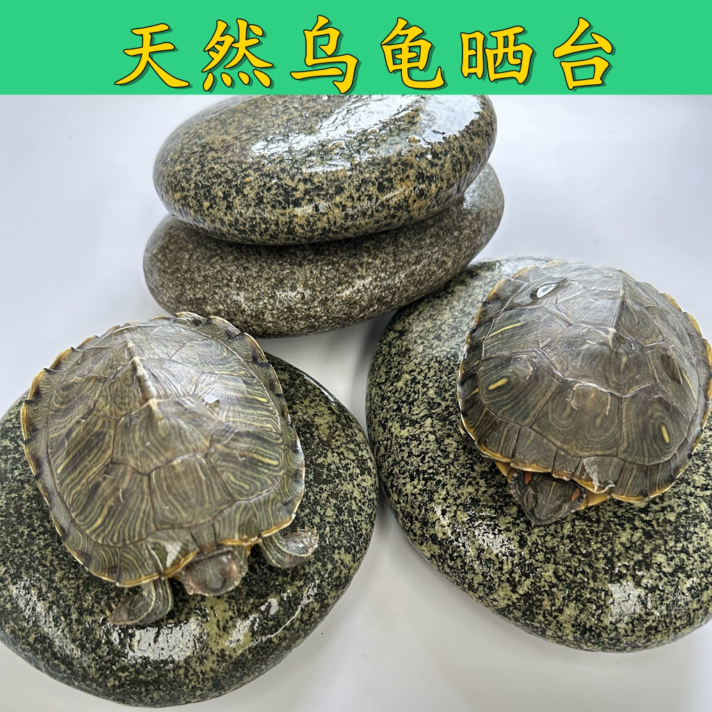 Натуральная черепаха для скалолазания Альпинизм для домашних животных Плоский галька Танк с черепахой Плавающий остров Камень для плавания Fish Tank Ландшафтное отверстие