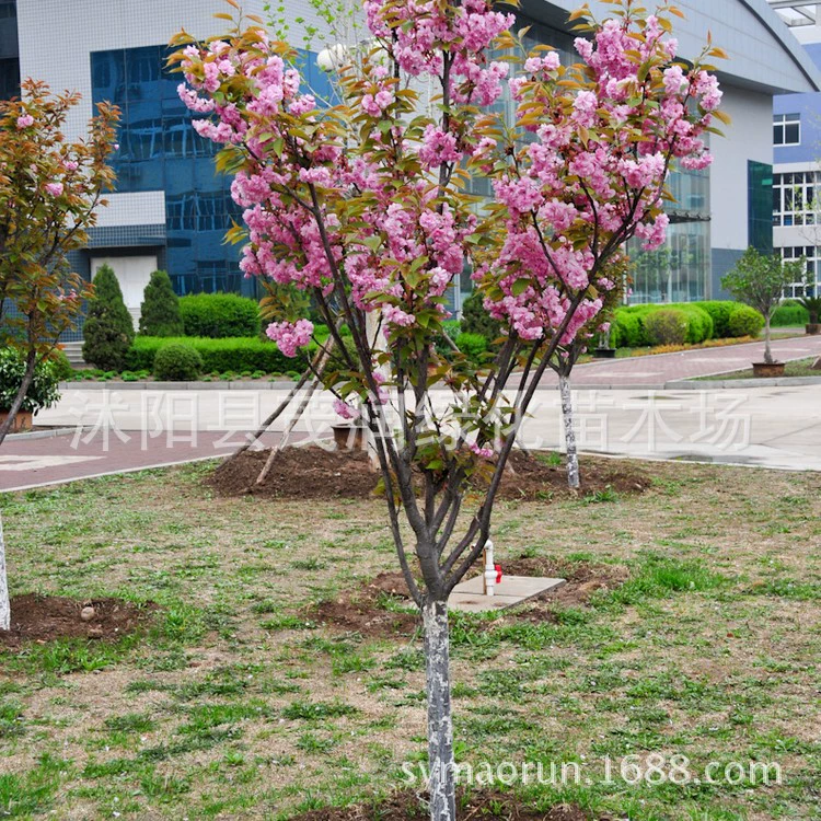 Поставка Привитые саженцы саженцев сакуры поздние сорта вишни саженцы саженцев сакуры Садовое озеленение Цветочные растения