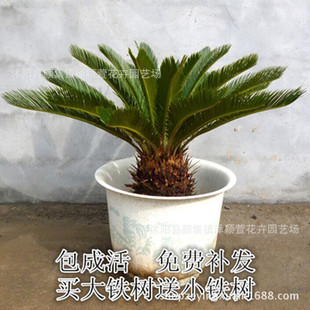 �������l�����F�� �ͺ����ܾGֲ �辰�������� �ļ����� ���F��