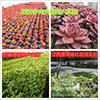 The base sales of grass -roof roofs lightweight nutritional soil, soil, soil project greening and succulent flower matrix 60 liters