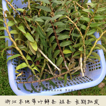 浙江本地带叶铁皮石斛鲜条现剪现发软脚红杆短节