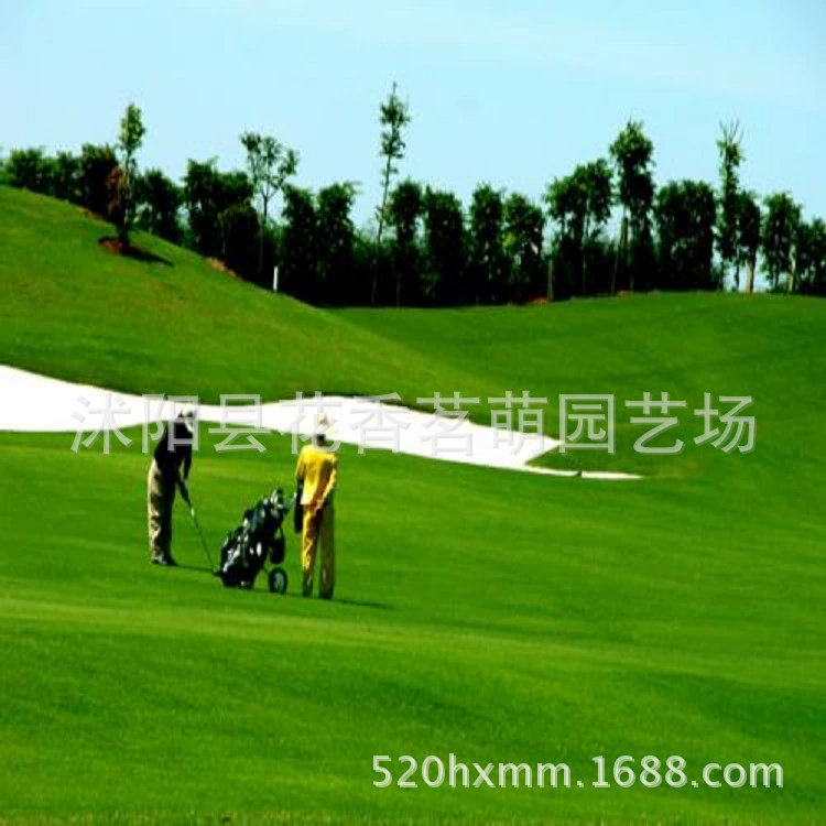 Фрукты Хребет Семена Травы Ковер Семена Травы Поле Для Гольфа Двор Газон Семена Трав