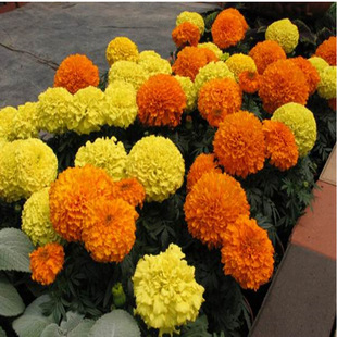 ���l�f�۾շN�Ӳ�˹���ļ����N�@�־��^���̾G�������l���ļ��_��