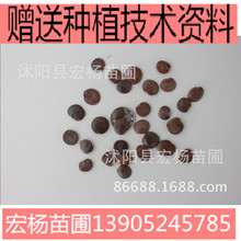 ���ٷN�ӾG���໨���ٷN�� �ϻ����� ��Ԯ���ܷN��