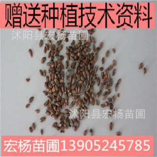 侧柏种子新采柏树种子 塔柏种子  绿化树种子