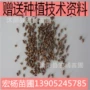 侧柏塔柏种子