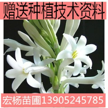 Туберозный шар, также известный как лунный ладан, ночью толще.