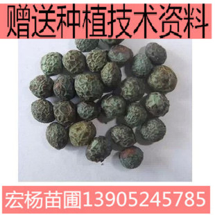 �S�Bľ�N�� ��ľ ϧľ ��ľ �u�ڹ��N��