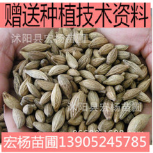 �������l�𻨷N���²ɽ��N���y��N���ļ�����¹�N��