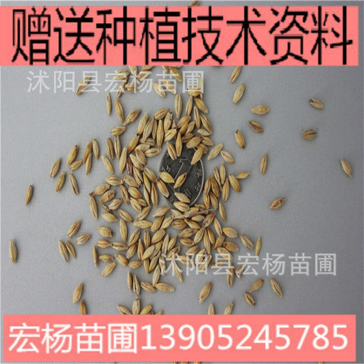 Семена ячменя органические семена ячменя семена пшеницы