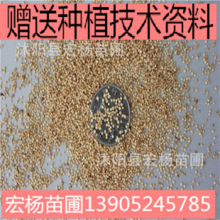 ���ݷN�����������{����ţ���i�u���Z�ÿ�ʳ�îa���ߠI�B�S��