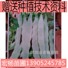 �ض����N���߲˷N�� �o���ļ����N��