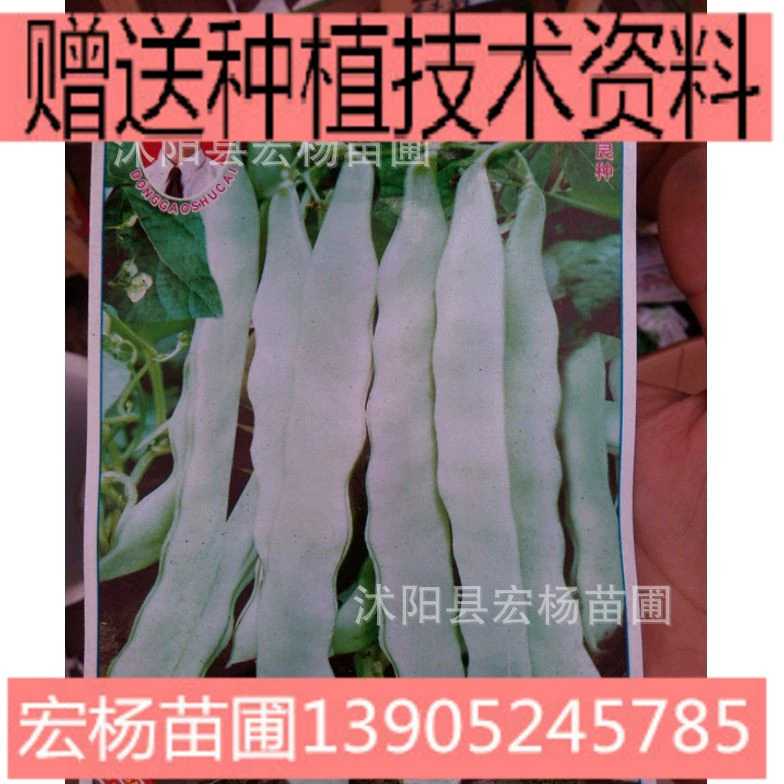 Король Фасоли Семена Овощных Культур Non-Rack Семена Зеленой Фасоли