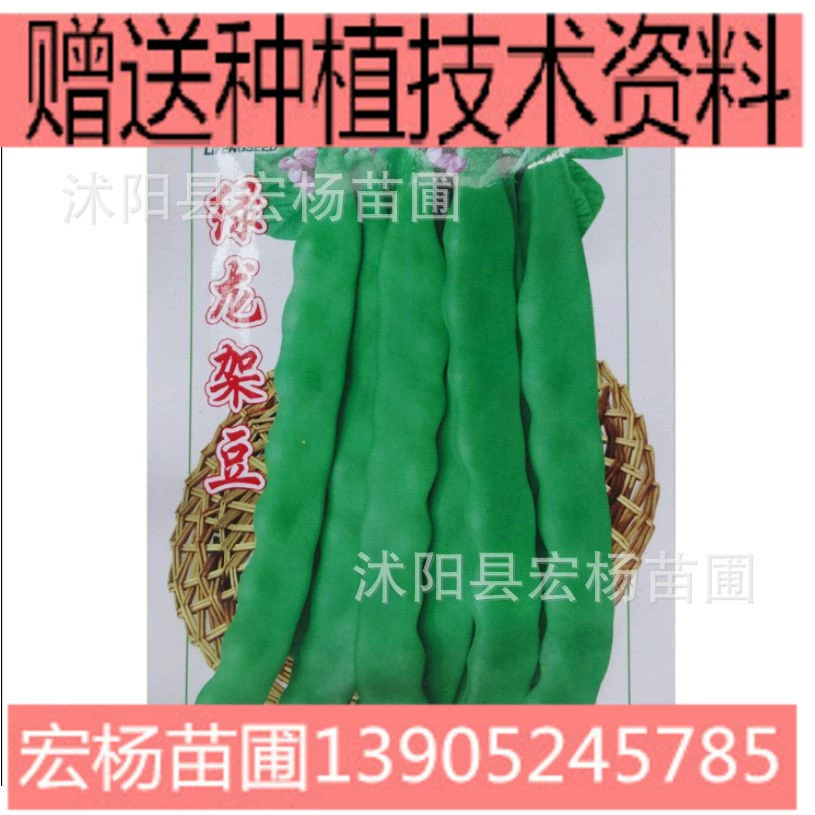 Фасоль, зеленый дракон, Bean King, девятисекционная кнут, весенняя и осенняя посадка