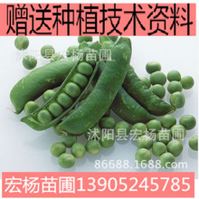 ���㶹�N��