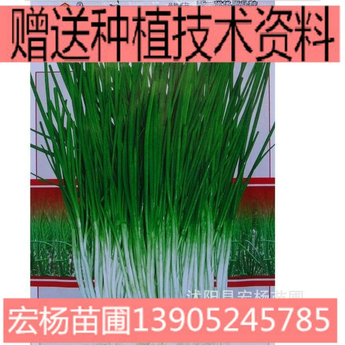 Семена овощей лук шалот Кинза салат порей шпинат огурец