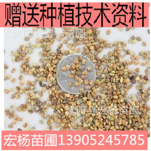 �iʺ���N�ӹ�ľϵ��  �E�A�~�iʺ���o�¾G�� �·N����ľ�N��