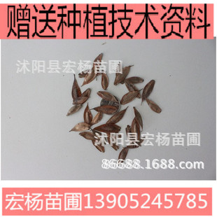 ���ٷN�����l��ș�ķN��  �z��Ƥ�N�� �ޘ�Ƥ�N�� �z��N��