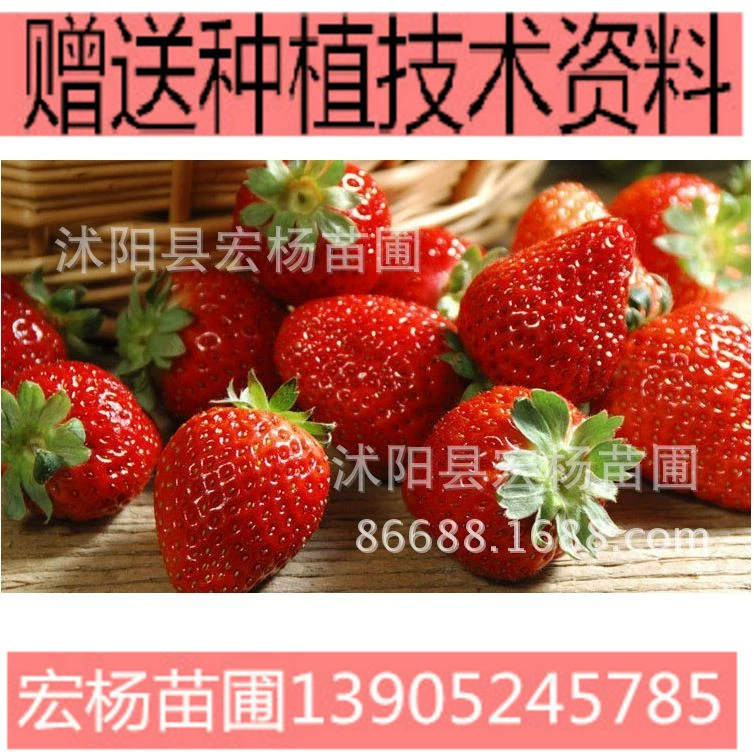 Семян Клубники Крем Четыре Сезона Семена Красной Клубники Красная Клубника