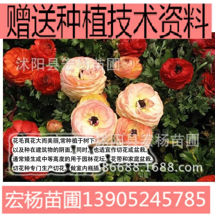 Цветок Ranunculus луковичный корневой цветок лист сельдерея пион Лютик мяч двойной