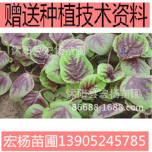 �t�{�˷N���߲˷N��ͥԺ�����׷N  �ļ������߷N��