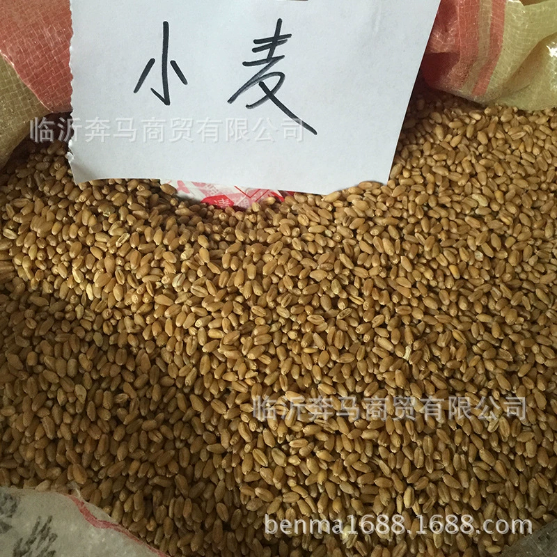 Пшеничная трава весь пакет оптом Беспочвенное выращивание ростки пшеничного солода солод кошачья трава