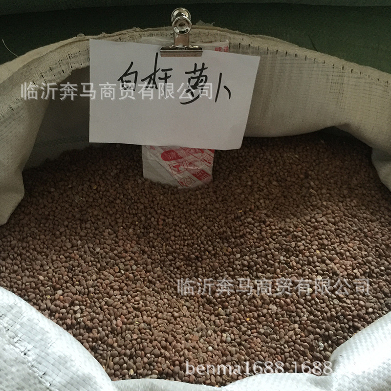 白萝卜芽苗菜   萝卜苗   白杆萝卜芽苗菜