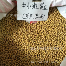 中小黄豆整包 新产东北芽豆 芽苗菜 豆苗