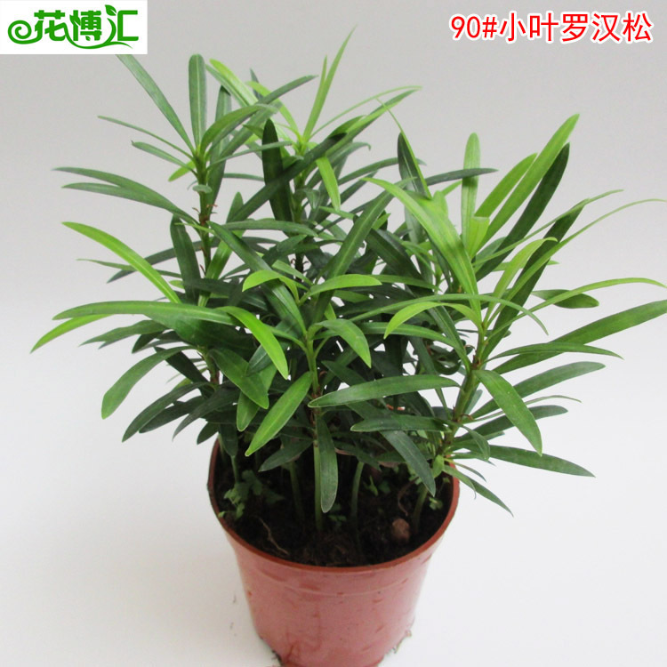 Wholesale small potted micro -landscape office Green plantation Luo…