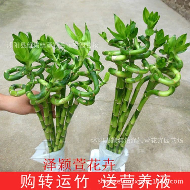 Оптовая продажа бамбука, изогнутого бамбука, бамбука с крупными листьями, гидропонных растений, цветочных бонсай, комнатных горшечных растений для очистки воздуха
