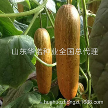 荷兰老黄瓜37-7种子 批发麻皮黄瓜种子 特色蔬菜种子原装10g