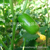 Golden Boy Jade Fructory Cucumber Cucumber Seeds Cucumber Small Cucumber Seedless Microbacter Cucumber Vegetable Seed seedlings