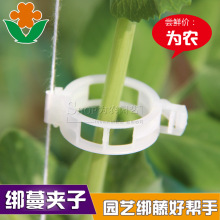 ���r�Ϲ�ֲ��A���Ͻ����A��֦�A�����A�����A���t���A�����̶��A