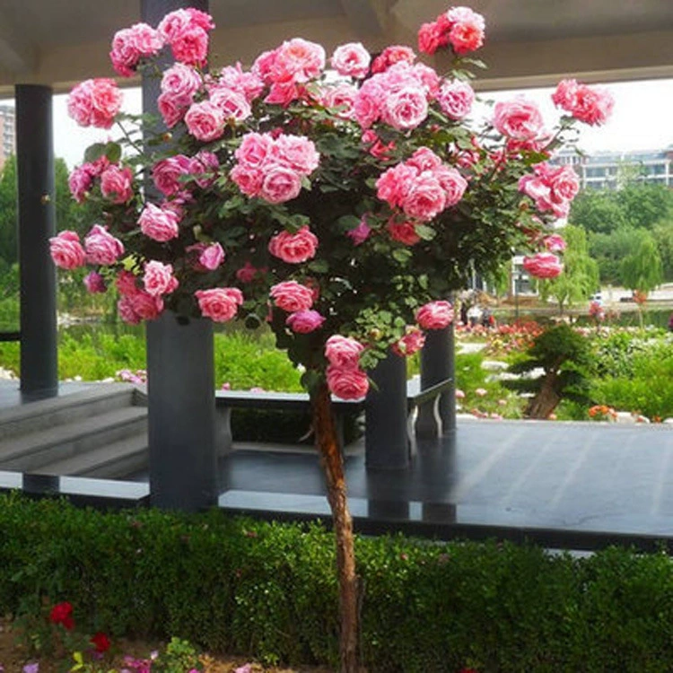 Многоцветная древовидная розовая цветка с сильным бокаловидным ароматом