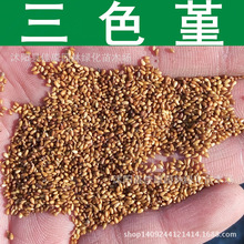 草花种子 三色堇种子 猫儿脸蝴蝶花种子 三色堇菜阳蝶花 1件=1斤