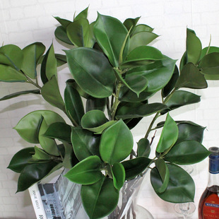 �R�ƏS��100CM�����^�z����~ �҃ȷ���Gֲ���~ �����N������