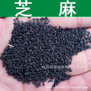 ��֥��N�� ֬�� ����N�� ���� 1��=1��