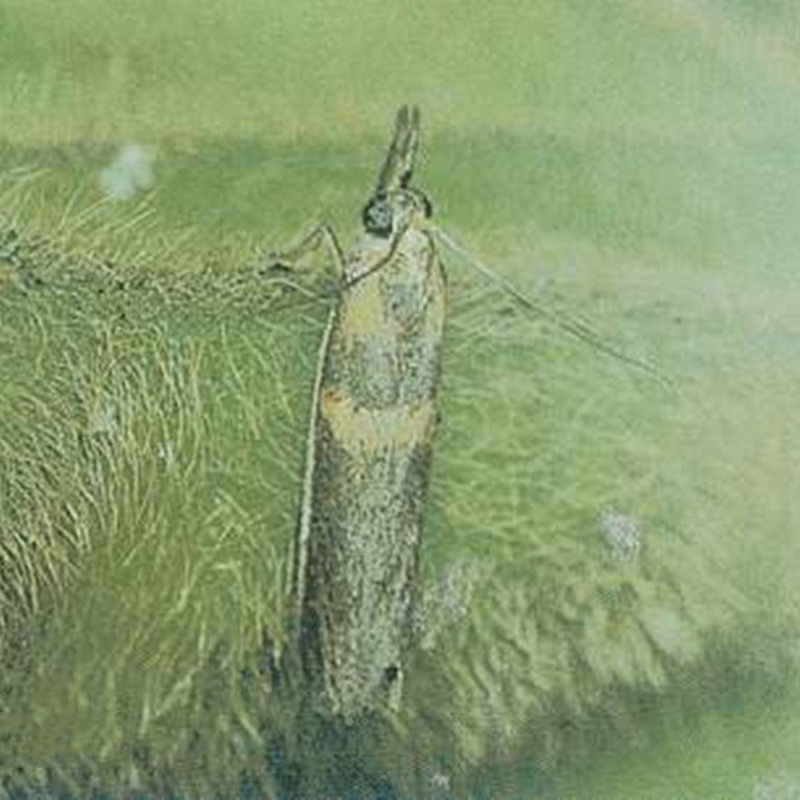 厂家批发豆荚螟引诱剂Maruca testulalis Geyer诱芯 农业害虫诱芯