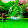 Supply hanging glass vase wall hanging vase, succulent plant vase transparent round hydroponic bottle